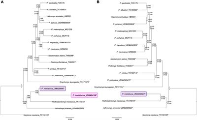 Museomics and the holotype of a critically endangered cricetid rodent provide key evidence of an undescribed genus